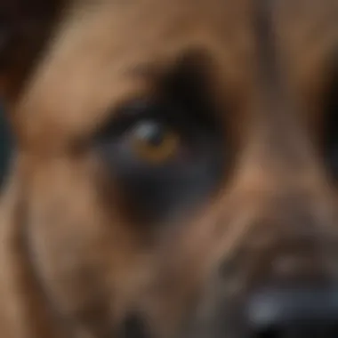 Close-up of the intelligent eyes of a Belgian Malinois