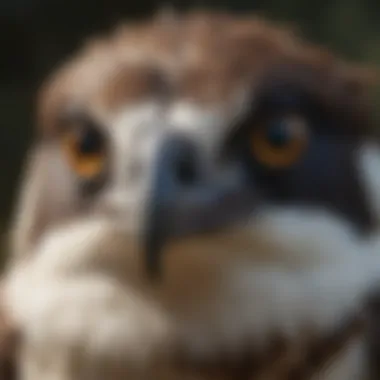 A close-up of an osprey's striking eyes and feathers