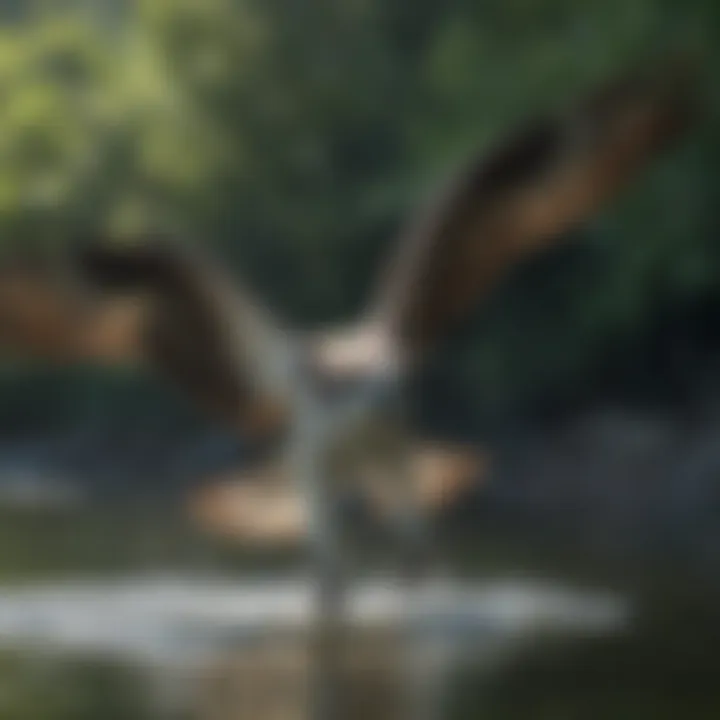 An osprey diving into the water to catch a fish