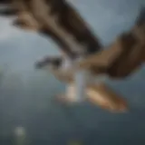 A majestic osprey in flight, showcasing its impressive wingspan