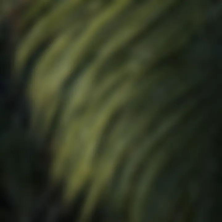 Close-up of Intricate Fronds of California Palm Tree