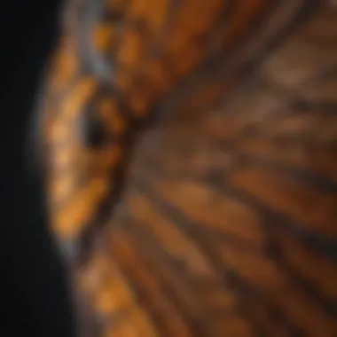 A close-up of the intricate patterns on the wings of the all brown wasp