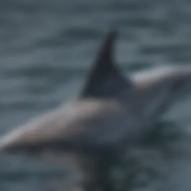 Intricate Patterns on Dolphin's Dorsal Fin