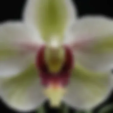 Intricate Patterns on the Petals of the Nun Orchid Intricate patterns on the petals of the Nun Orchid