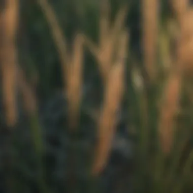 Close-up of intricate patterns on tall shade grass blades