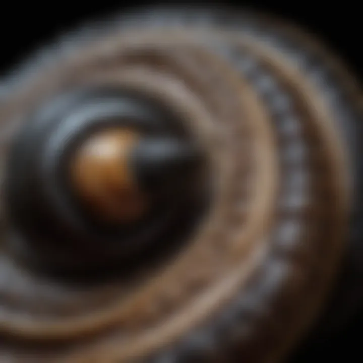 Close-up of intricate patterns on the shell of a Black Nerite Snail