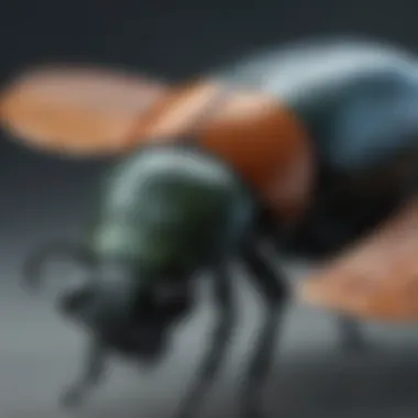 Intricate Wing Detail of a Beetle for Taxidermy Art