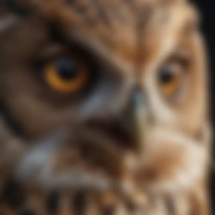 Close-up of an owl's striking eyes showcasing its exceptional vision