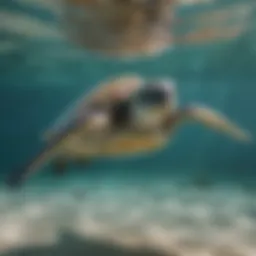 A green sea turtle gliding gracefully through the clear ocean waters