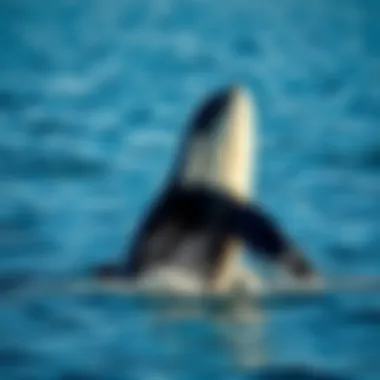 Orca Breaching Display An orca breaching the surface, demonstrating their agility and intelligence
