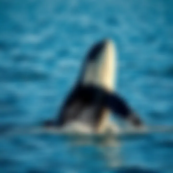 Orca Breaching Display An orca breaching the surface, demonstrating their agility and intelligence