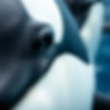 Orca Distinctive Markings A close-up of an orca's unique coloration and features, emphasizing their individuality