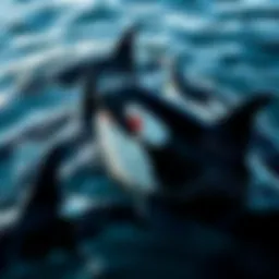 A pod of orcas swimming together in the ocean, showcasing their social structure and behavior