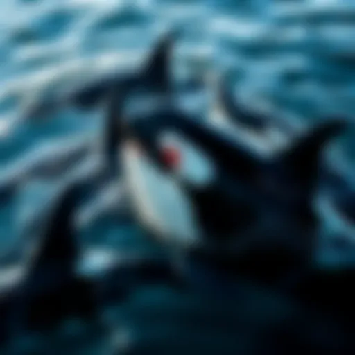 A pod of orcas swimming together in the ocean, showcasing their social structure and behavior