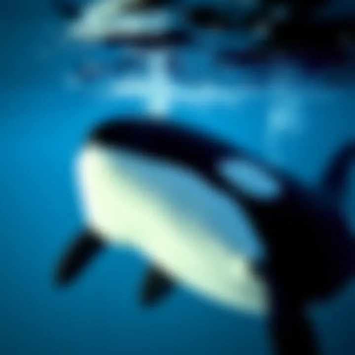 Underwater Orca Communication An underwater view of orcas communicating through clicks and whistles, highlighting their communication methods