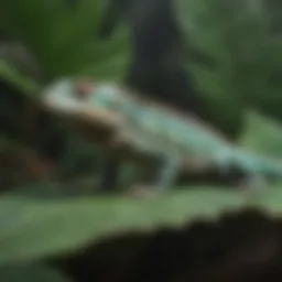 Invasive lizard species on a tropical leaf in Florida