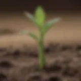 Beautifully patterned Israeli cucumber seedling emerging from soil