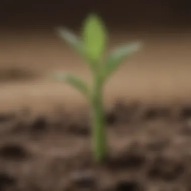 Emerging Resilience Beautifully patterned Israeli cucumber seedling emerging from soil