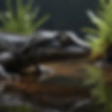 A juvenile blackwater reptile swimming gracefully through acidic waters.