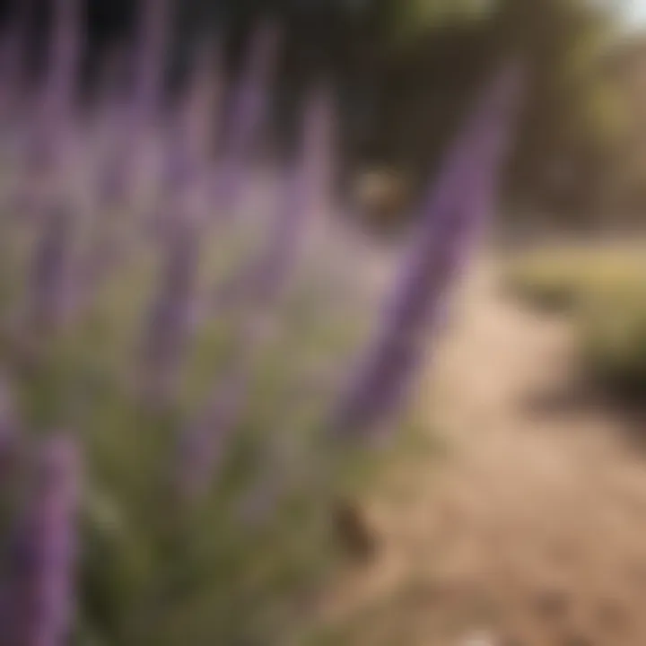 Lavender Plant Barrier