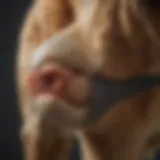 Anatomy of a dog's knee joint