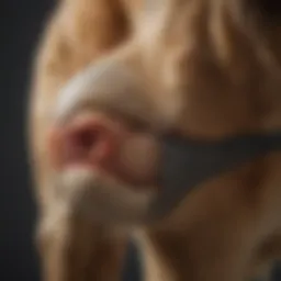 Anatomy of a dog's knee joint