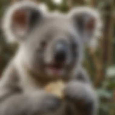 Close-up of Koala's Intriguing Eucalyptus Snack