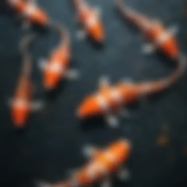 Koi Fish Preparation Techniques