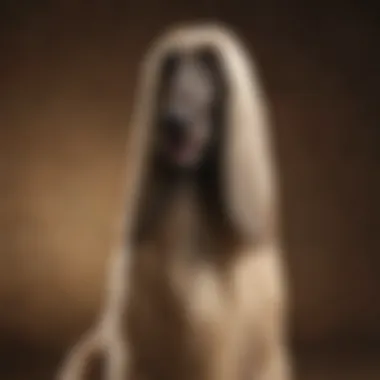 A dignified Afghan Hound standing regally