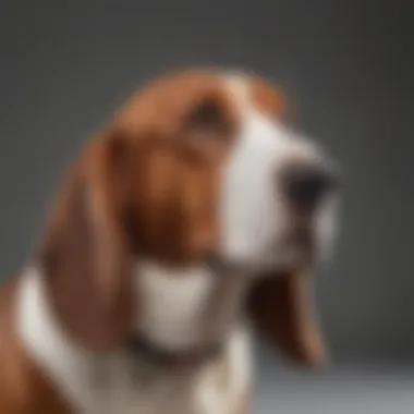 A stubborn Basset Hound with a playful expression