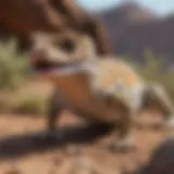 Leopard gecko hunting in the wild