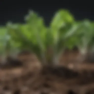 Root Development of Lettuce Plant Lettuce roots spreading in nutrient-rich soil