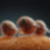 Microscopic view of fruit fly eggs