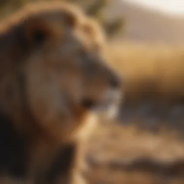 Regal Presence: The Lion in Its Natural Habitat Majestic lion in the savannah