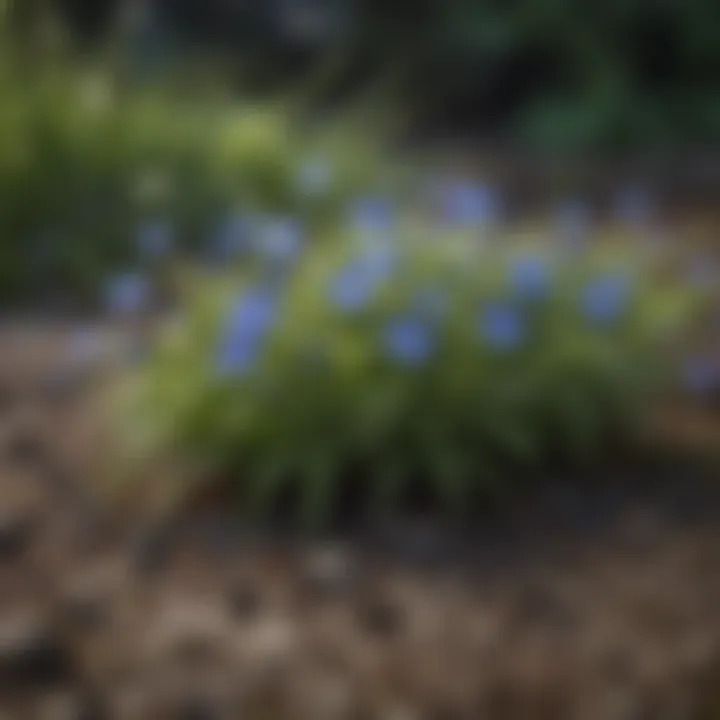 Dainty Blooms of Lobelia Annual Ground Cover