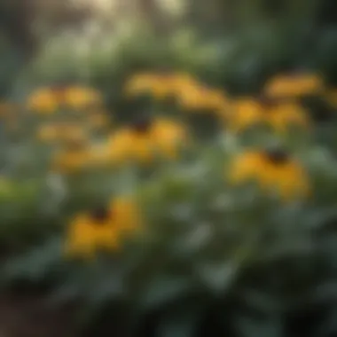 Elegant Black-Eyed Susans in Garden Setting Elegant Black-Eyed Susans in Garden Setting