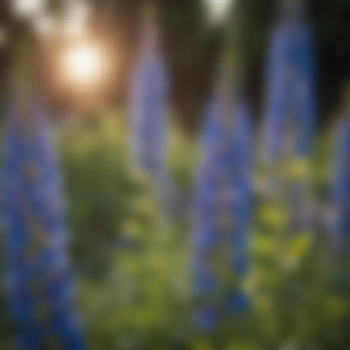 Majestic Blue Delphiniums Under Sunlight