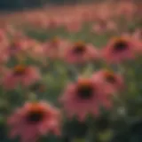 Vibrant Coneflowers in Full Bloom