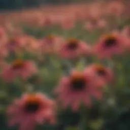 Vibrant Coneflowers in Full Bloom