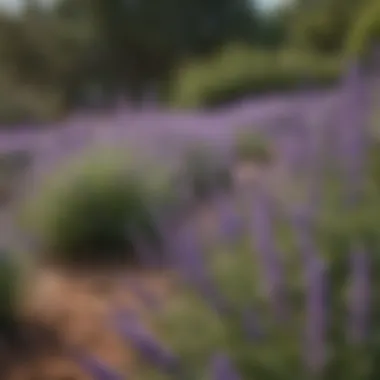 Graceful Lavender Hyssops in a Serene Landscape Graceful Lavender Hyssops in a Serene Landscape