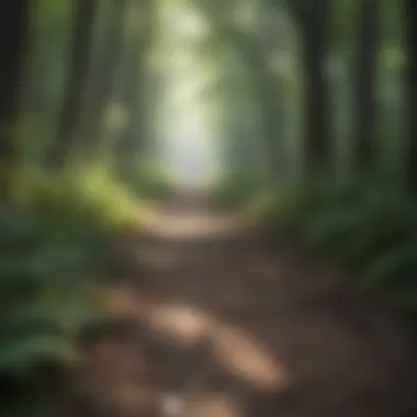 Invigorating Hiking Trail in Lush Forest Hiking trail through lush forest at Indiana campground