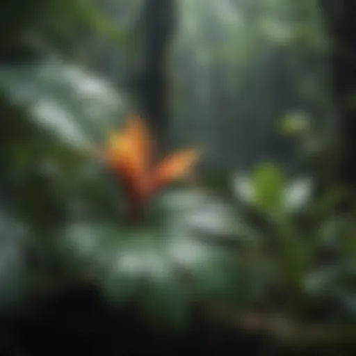 Lush Tropical Rainforest Plant