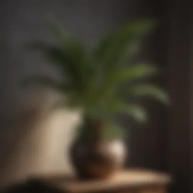 Luxurious Majesty Palm in a stylish pot