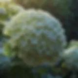 Exquisite Bloom of a Giant Hydrangea Bush