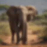 Majestic African Elephant in Savanna