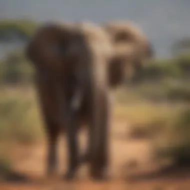 Majestic African Elephant in Savanna Majestic African Elephant in Savanna