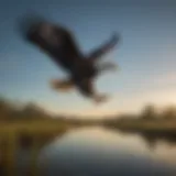 Majestic American Bald Eagle in Florida Wetlands