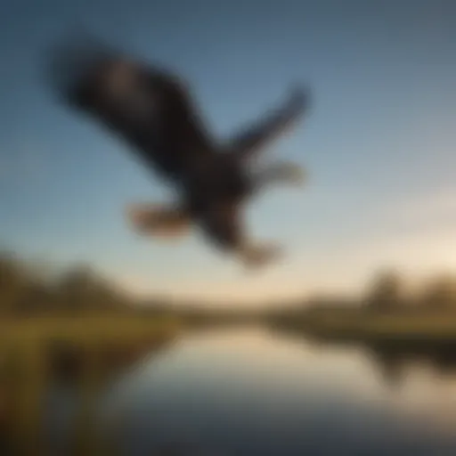 Majestic American Bald Eagle in Florida Wetlands