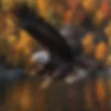 Majestic Bald Eagle Soaring Over Candlewood Lake