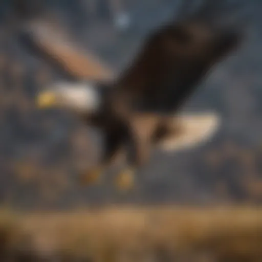 Majestic Bald Eagle Soaring Over Iowa Landscape